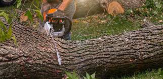 Best Root Management and Removal  in Gloverville, SC