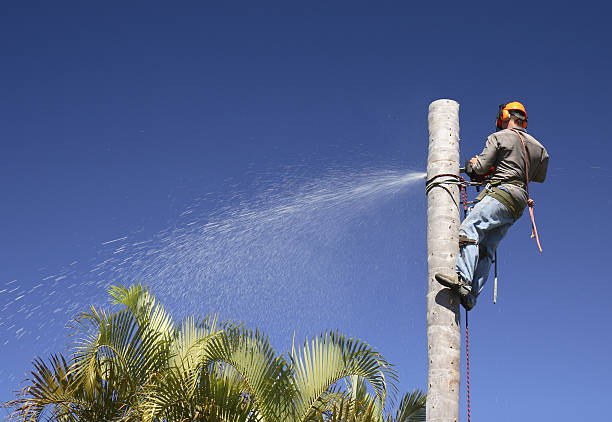 Best Tree Mulching  in Gloverville, SC