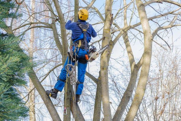 Best Tree Preservation Services  in Gloverville, SC