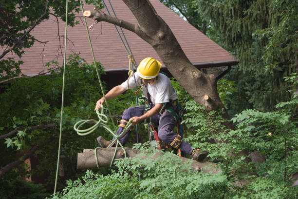 Best Tree Risk Assessment  in Gloverville, SC