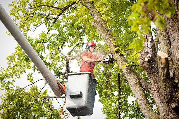 Best Seasonal Cleanup (Spring/Fall)  in Gloverville, SC