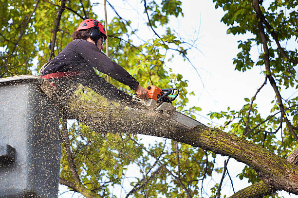 Best Tree Preservation Services  in Gloverville, SC