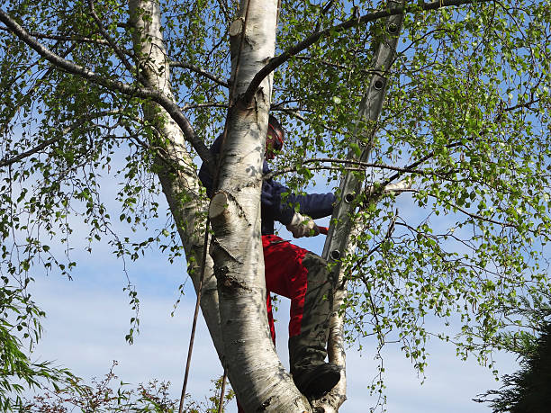 Trusted Gloverville, SC Tree Removal Services Experts