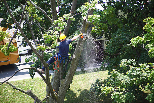 Best Hazardous Tree Removal  in Gloverville, SC