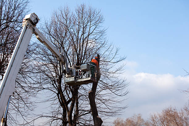 Best Tree Health Inspection  in Gloverville, SC