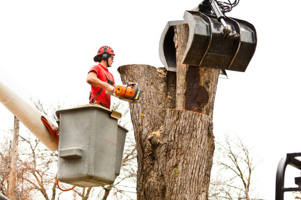 Best Arborist Consultation Services  in Gloverville, SC