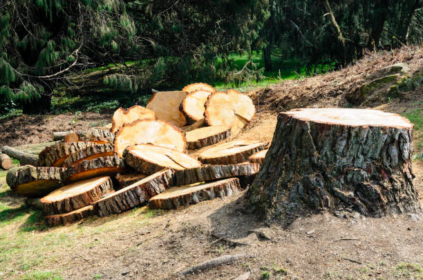 How Our Tree Care Process Works  in  Gloverville, SC